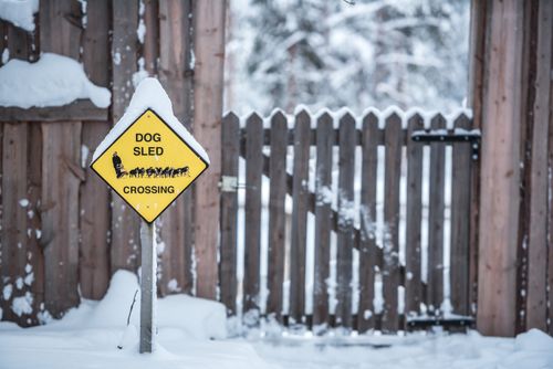 Lapland Finland Travel Photography Husky dog sledding farm Torassieppi Finnish Lapland Finland 5