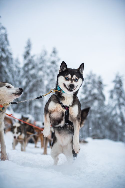 Lapland Finland Travel Photography Husky dog sledding farm Torassieppi Finnish Lapland Finland 6