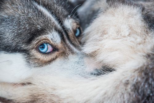 Lapland Finland Travel Photography Husky dog sledding farm Torassieppi Finnish Lapland Finland