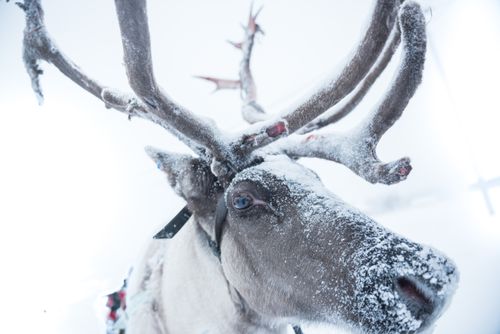 Lapland Finland Travel Photography Reindeer farm Torassieppi Finnish Lapland Finland 2