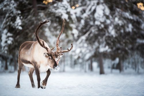 Lapland Finland Travel Photography Reindeer farm Torassieppi Finnish Lapland Finland 3