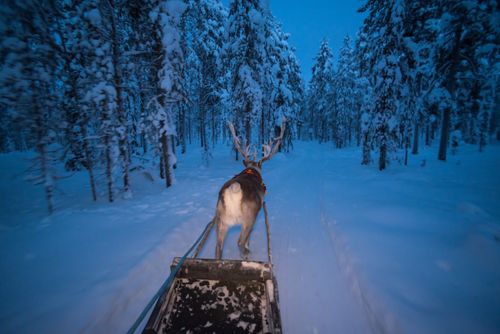 Lapland Finland Travel Photography Reindeer farm Torassieppi Finnish Lapland Finland