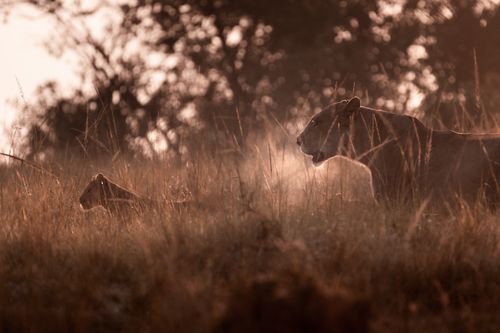 Maasai Mara Wildlife Photography Kenya 002