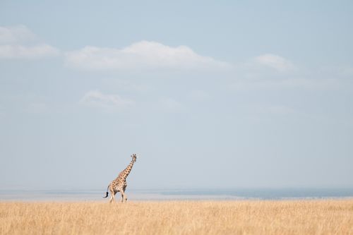 Maasai Mara Wildlife Photography Kenya 003