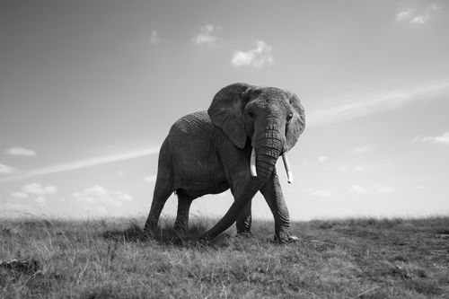 Maasai Mara Wildlife Photography Kenya 004