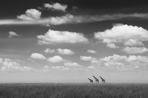 Maasai Mara Wildlife Photography Kenya 005
