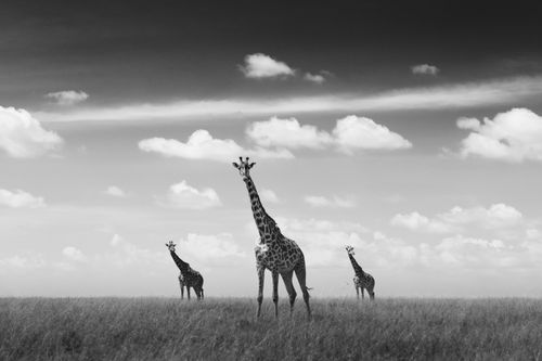 Maasai Mara Wildlife Photography Kenya 006