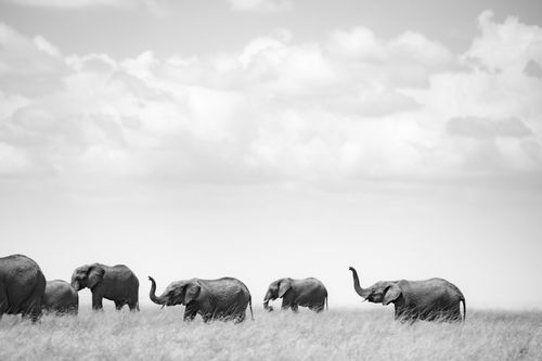 Maasai Mara Wildlife Photography Kenya 007
