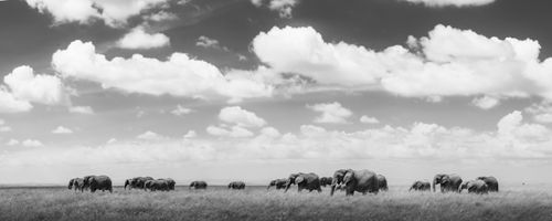 Maasai Mara Wildlife Photography Kenya 008