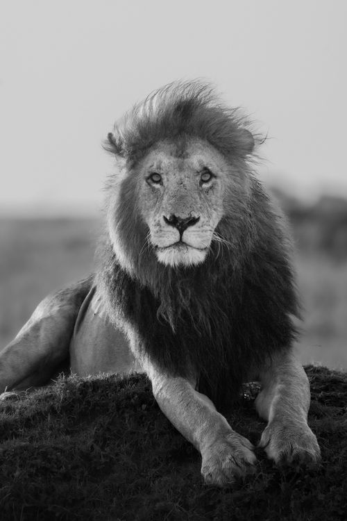 Maasai Mara Wildlife Photography Kenya 009