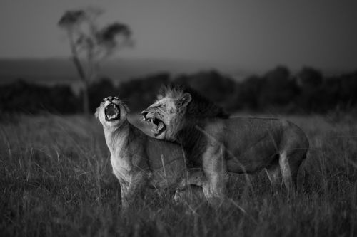 Maasai Mara Wildlife Photography Kenya 010