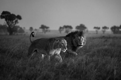 Maasai Mara Wildlife Photography Kenya 011