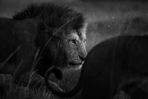 Maasai Mara Wildlife Photography Kenya 012