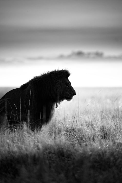 Maasai Mara Wildlife Photography Kenya 014