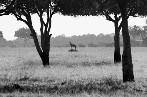 Maasai Mara Wildlife Photography Kenya 017