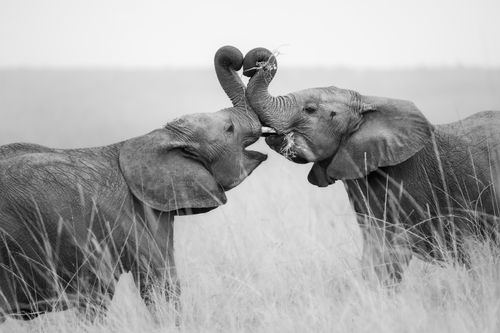 Maasai Mara Wildlife Photography Kenya 018