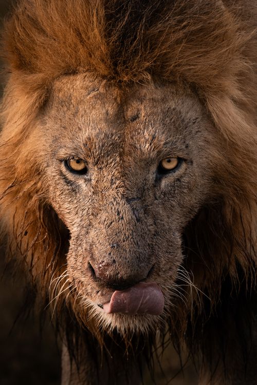 Maasai Mara Wildlife Photography Kenya 022