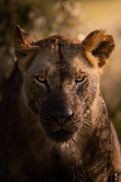 Maasai Mara Wildlife Photography Kenya 024