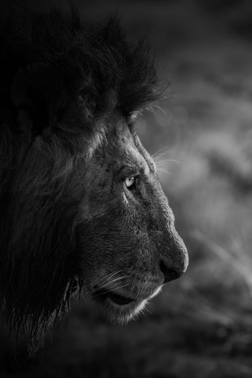 Maasai Mara Wildlife Photography Kenya 025