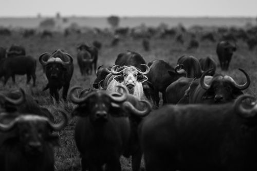 Maasai Mara Wildlife Photography Kenya 026