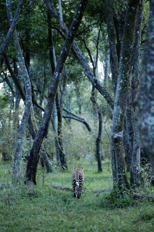 Maasai Mara Wildlife Photography Kenya 031