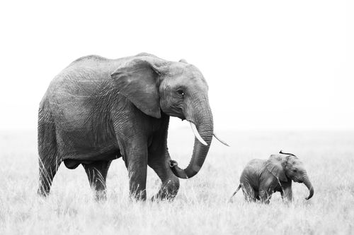 Maasai Mara Wildlife Photography Kenya 033