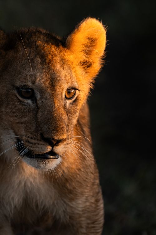 Maasai Mara Wildlife Photography Kenya 035