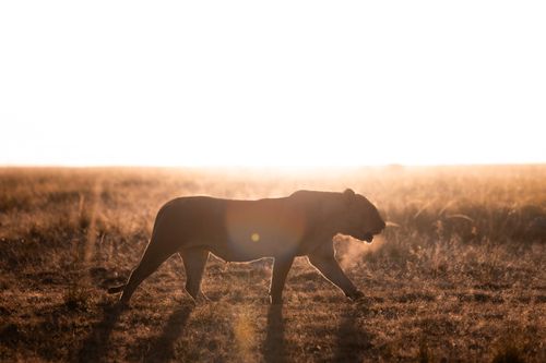 Maasai Mara Wildlife Photography Kenya 036