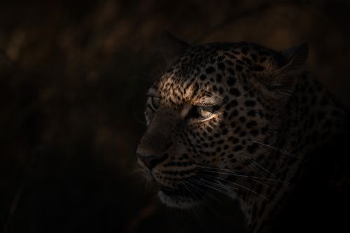 Maasai Mara Wildlife Photography Kenya 038