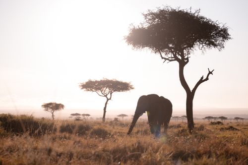 Maasai Mara Wildlife Photography Kenya 039