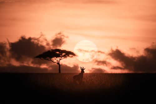 Maasai Mara Wildlife Photography Kenya 040