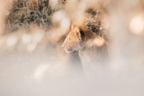 Maasai Mara Wildlife Photography Kenya 041