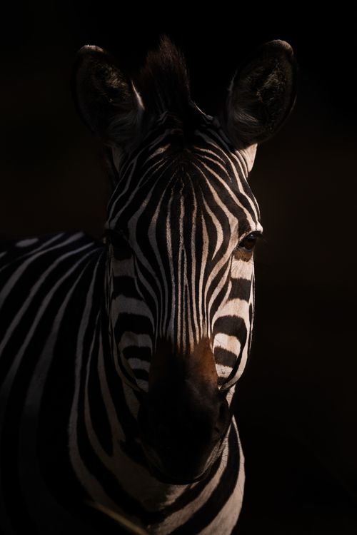 Maasai Mara Wildlife Photography Kenya 044
