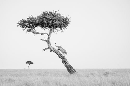 Maasai Mara Wildlife Photography Kenya 046