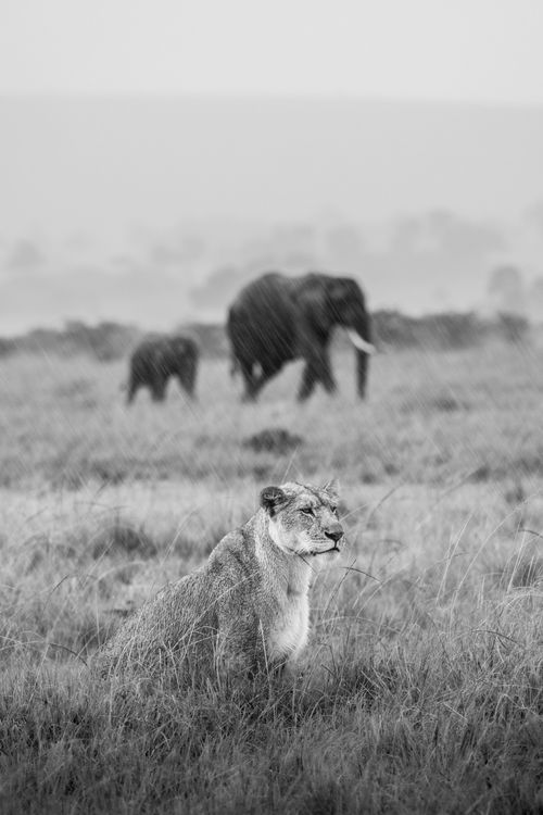 Maasai Mara Wildlife Photography Kenya 047