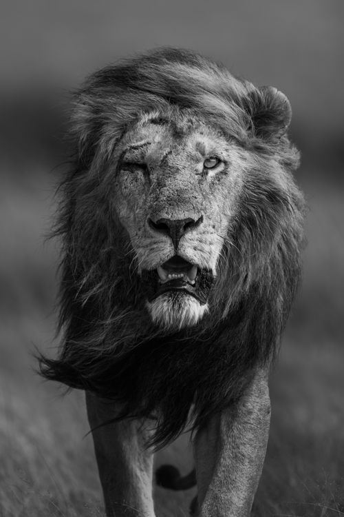 Maasai Mara Wildlife Photography Kenya 050