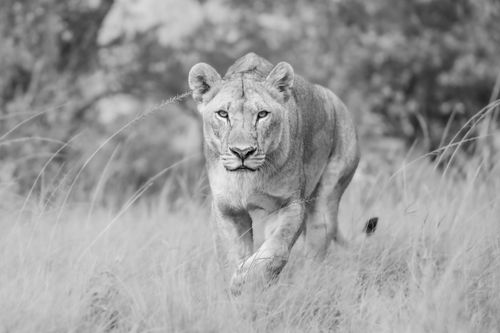 Maasai Mara Wildlife Photography Kenya 052