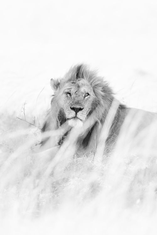 Maasai Mara Wildlife Photography Kenya 053