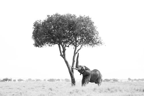 Maasai Mara Wildlife Photography Kenya 055