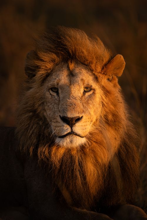 Maasai Mara Wildlife Photography Kenya 056