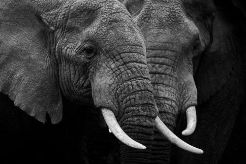 Maasai Mara Wildlife Photography Kenya Masai Mara 002