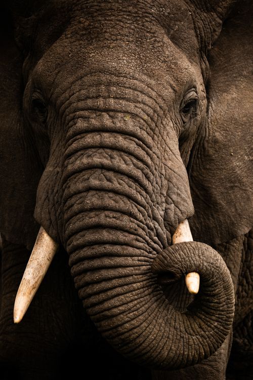 Maasai Mara Wildlife Photography Kenya Masai Mara 003