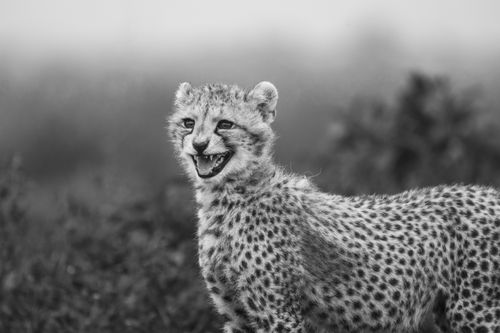 Maasai Mara Wildlife Photography Kenya Masai Mara 005