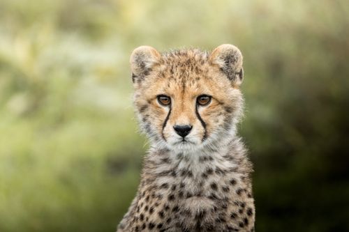 Maasai Mara Wildlife Photography Kenya Masai Mara 007
