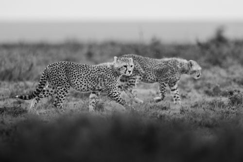 Maasai Mara Wildlife Photography Kenya Masai Mara 011
