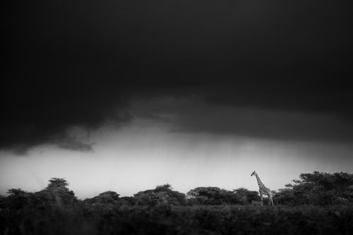 Maasai Mara Wildlife Photography Kenya Masai Mara 012