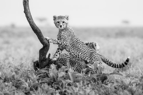Maasai Mara Wildlife Photography Kenya Masai Mara 013