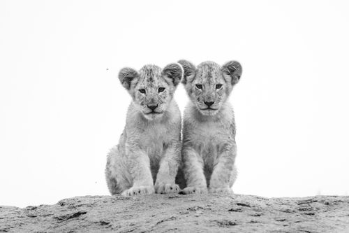 Maasai Mara Wildlife Photography Kenya Masai Mara 017