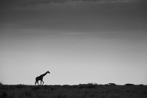 Maasai Mara Wildlife Photography Kenya Masai Mara 019