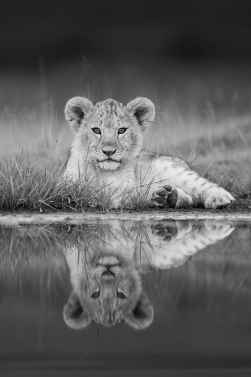 Maasai Mara Wildlife Photography Kenya Masai Mara 020